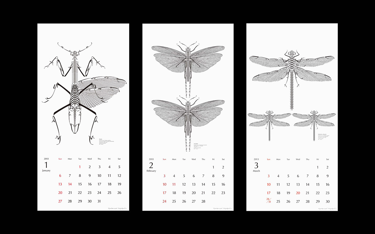 The calendar of insect collection