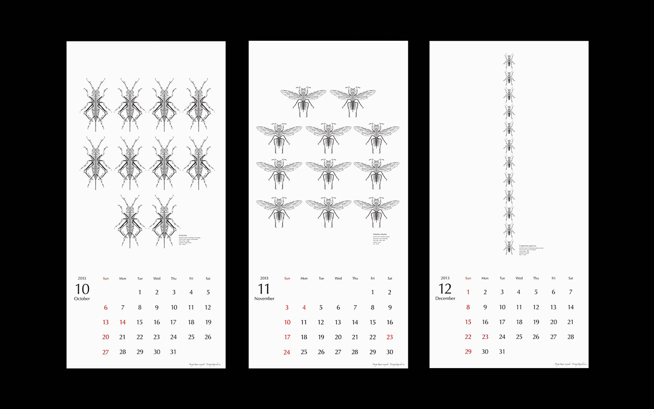 The calendar of insect collection